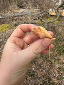 Baby Albino Common Snapping Turtle Female