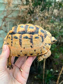 Jordanian Golden Greek Tortoise Female