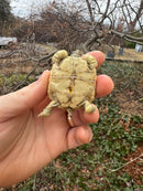 Hi White Leopard Tortoise 2026