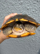 Hybino Red-Eared Slider Adult Female