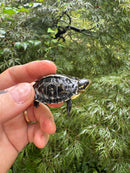 HI YELLOW Florida Box Turtle 2025