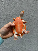 Albino Pink Bellied Sideneck Turtle Young Adult Female