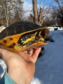 Florida Chicken Turtle CB  Adult Female