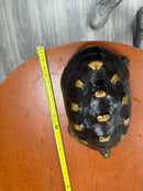 Barbados Red Foot Tortoise Adult Female