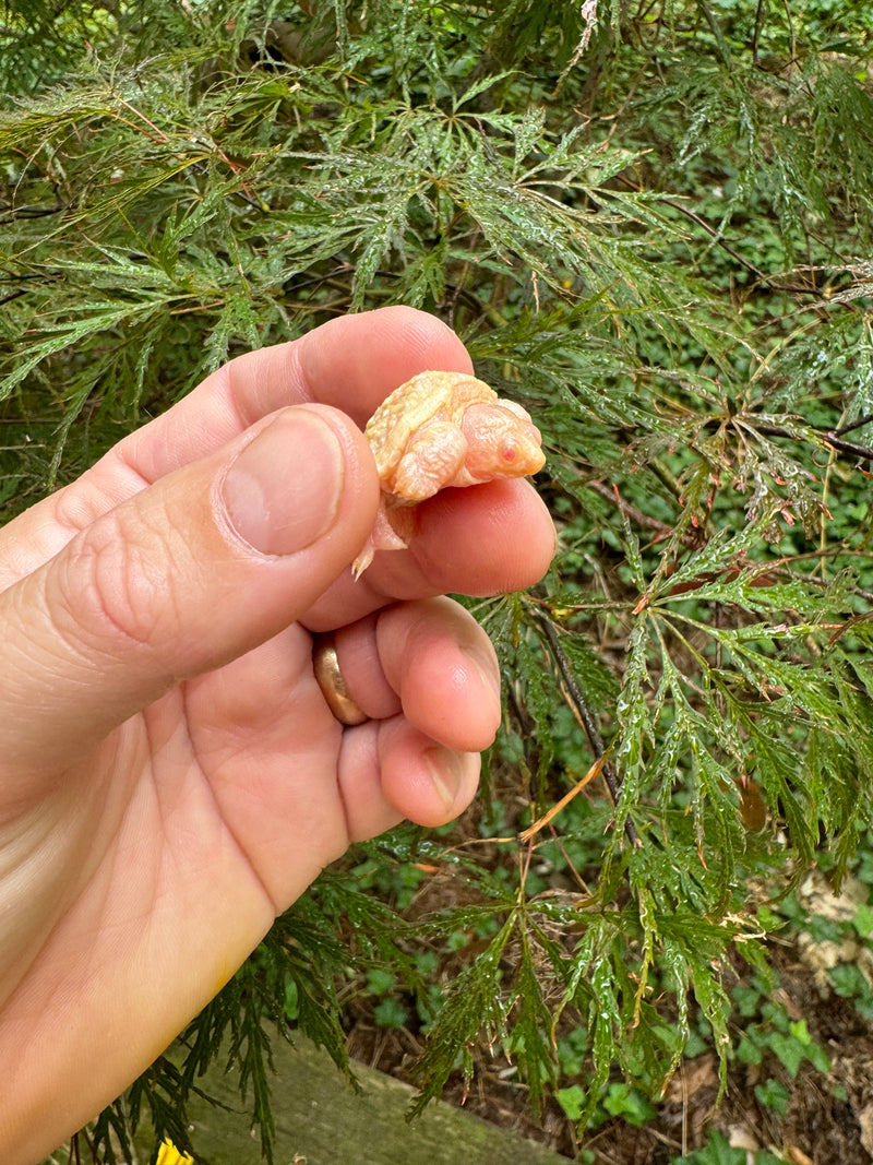 Baby Albino Common Snapping Turtle (DWARF) (Chelydra serpentina)