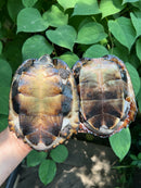 Black Marsh Turtle Adult Pair