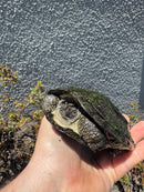 European Pond Turtle Adult Pair