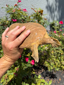 Smooth Softshell Turtle Adult Female
