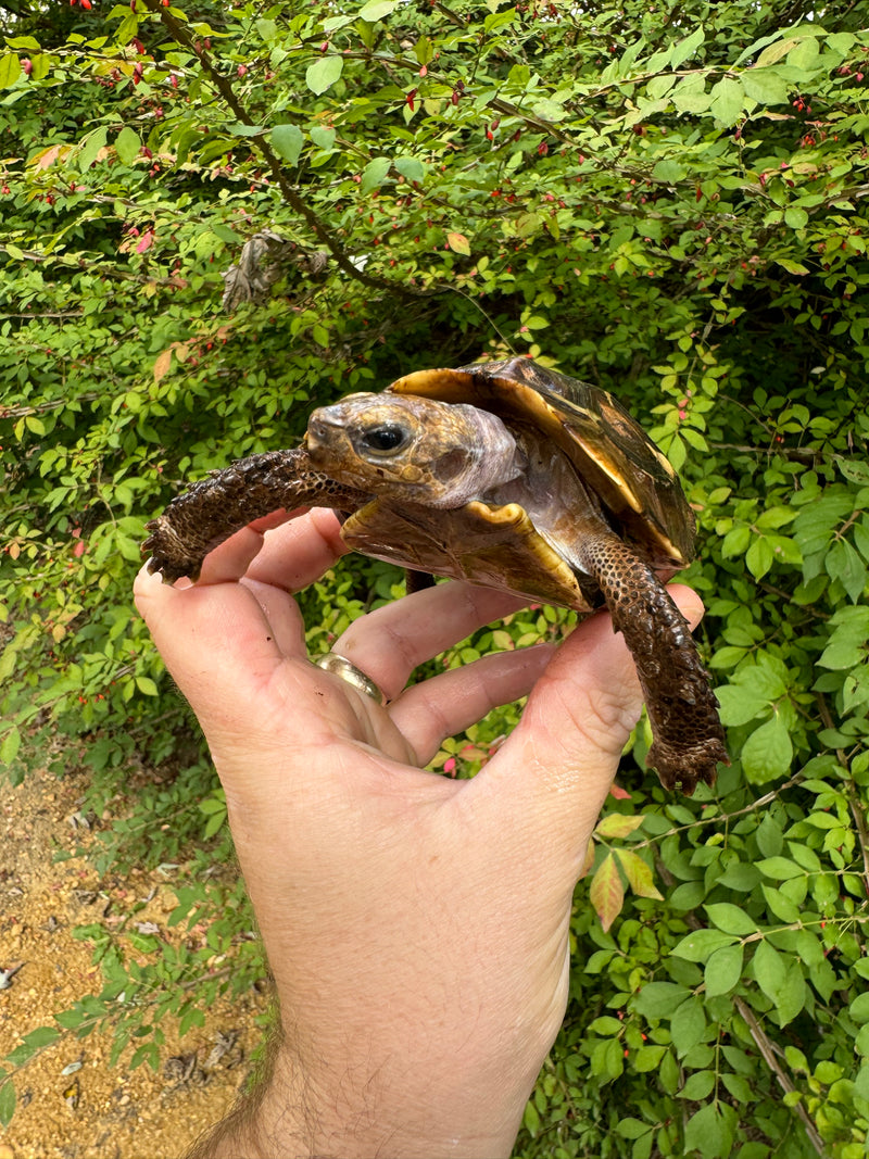 Homes Hinge-back Tortoise Female