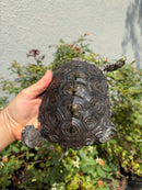 Concentric Diamondback Terrapin Adult Female