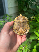 Florida Box Turtle 2021 Female