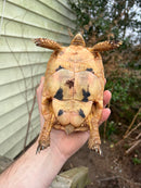 Jordanian Golden Greek Tortoise Female