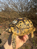 Libyan Greek Tortoise Adult Female