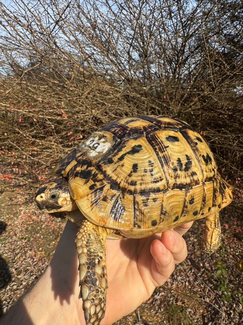 Libyan Greek Tortoise Adult Female