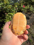 Albino Reeves Turtle Pair