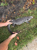 Blue Tegu Adult Female Breeder