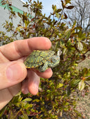 Mitch Clown Red Eared Slider Turtle