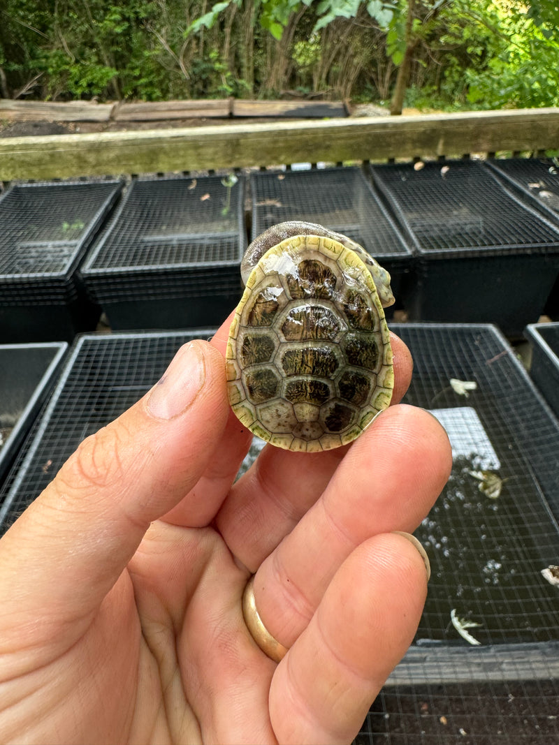 Parker's Snake Neck Turtle Baby