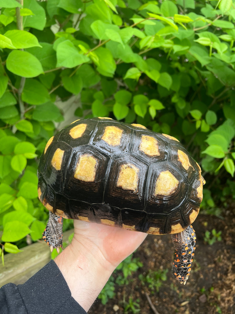 Suriname Red Foot Tortoise Adult Female