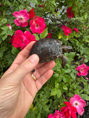 Aldabra Tortoise USA CB 2026