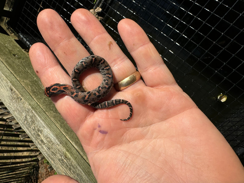 Red Eastern Hognose Snake 2024 Female