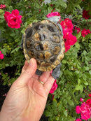 Adult Northern Diamondback Terrapin Male