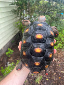 Barbados Red Foot Tortoise Pair