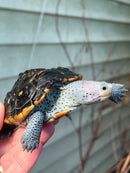 Ornate Diamondback Terrapin Female