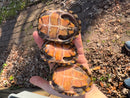 Stripe-necked Musk Turtle Adult Breeding Group 1.4  (Sternotherus peltifer)