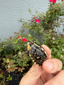 HI YELLOW Florida Box Turtle