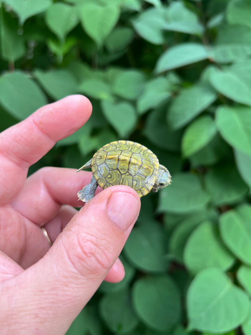 Pastel Clown Red Eared Slider Turtle 2024