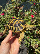 Eastern Hermann's Tortoise Adult Female