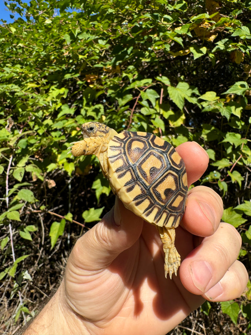 Leopard Tortoise 2024