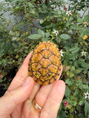 Hypo Stripe-necked Musk Turtle Adult Female