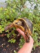 Red Foot Tortoise Adult Female