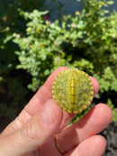 Mitch Clown Red Eared Slider Turtle