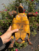 Red Foot Tortoise Adult Female