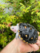 Ornate Diamondback Terrapin Female