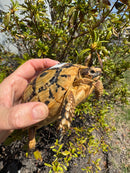 Libyan Greek Tortoise Adult Female