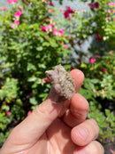 Albino Florida Snapping Turtle 2026