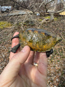 Japanese Pond Turtle 1.3 (Mauremys japonica) (Priced As Group