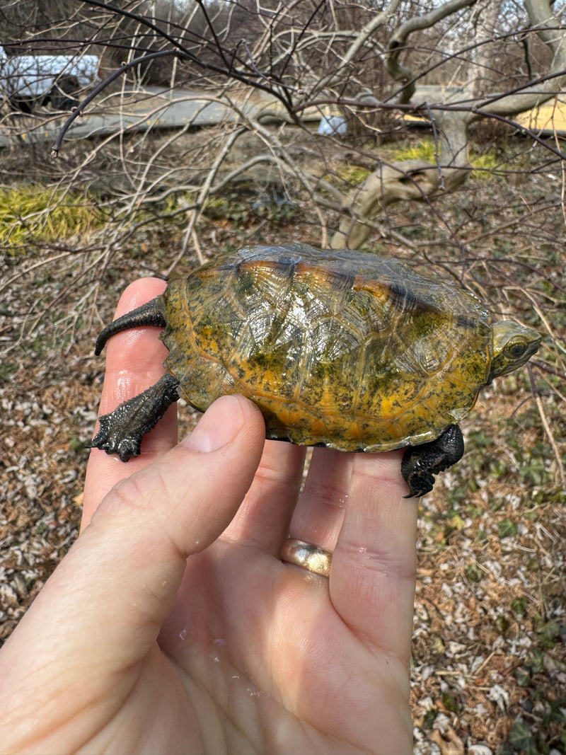 Japanese Pond Turtle 1.3 (Mauremys japonica) (Priced As Group