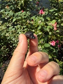 Siamese Common Musk Turtle Babies