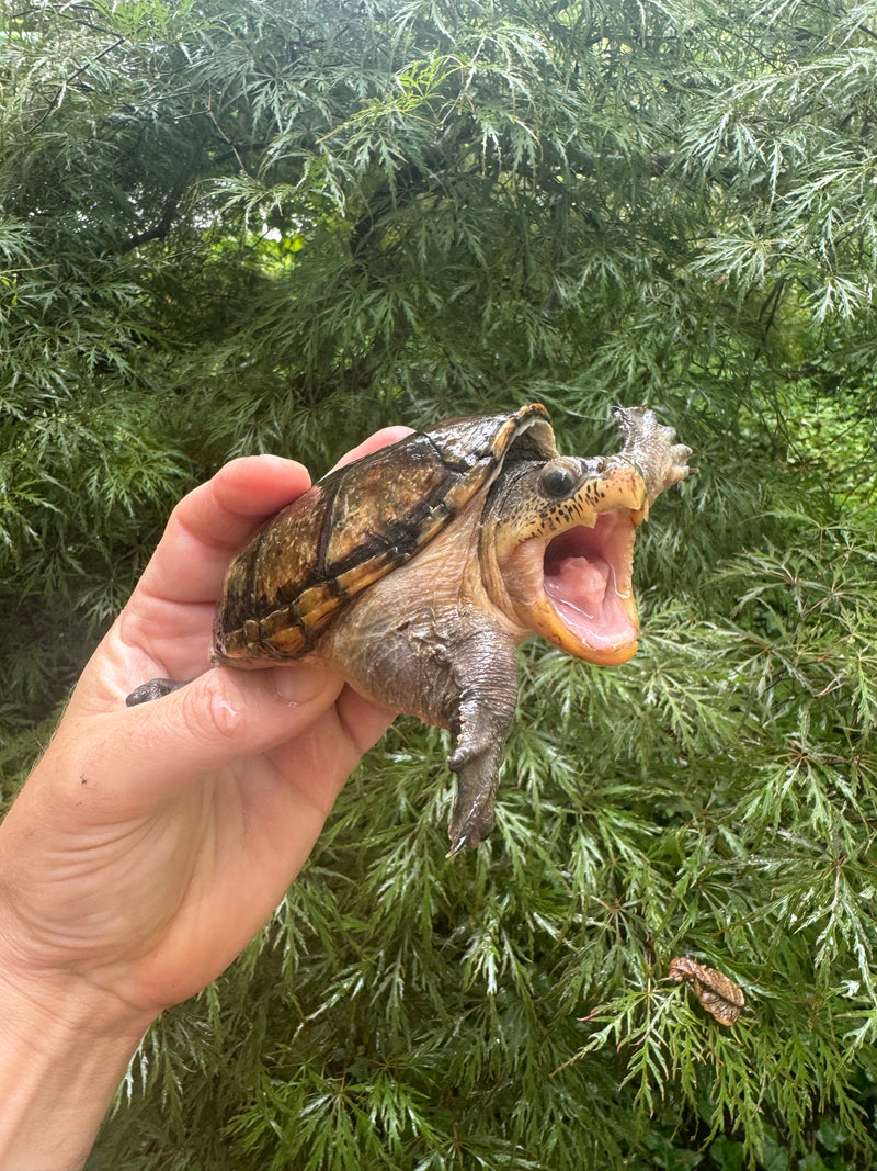 Vampire Musk Turtle Adult Female