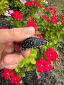 HI YELLOW Florida Box Turtle