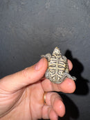 Hi White Concentric Diamondback Terrapin 2025
