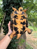 World Famous Blandings Turtle Wood Turtle Hybrid Adult Male  (Emydoidea blandingii X Glyptemys insculpta)