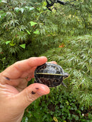 HI YELLOW Florida Box Turtle 2025