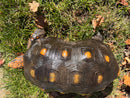 Barbados Red Foot Tortoise Adult Male