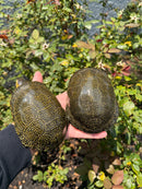 Sicilian Pond Turtle Adult Pair